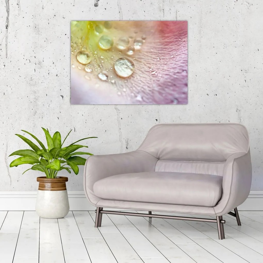 Kép - Harmatcseppek (70x50 cm)