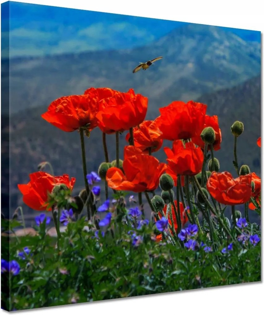 Vászonkép 30x30 Piros pipacs Virágok