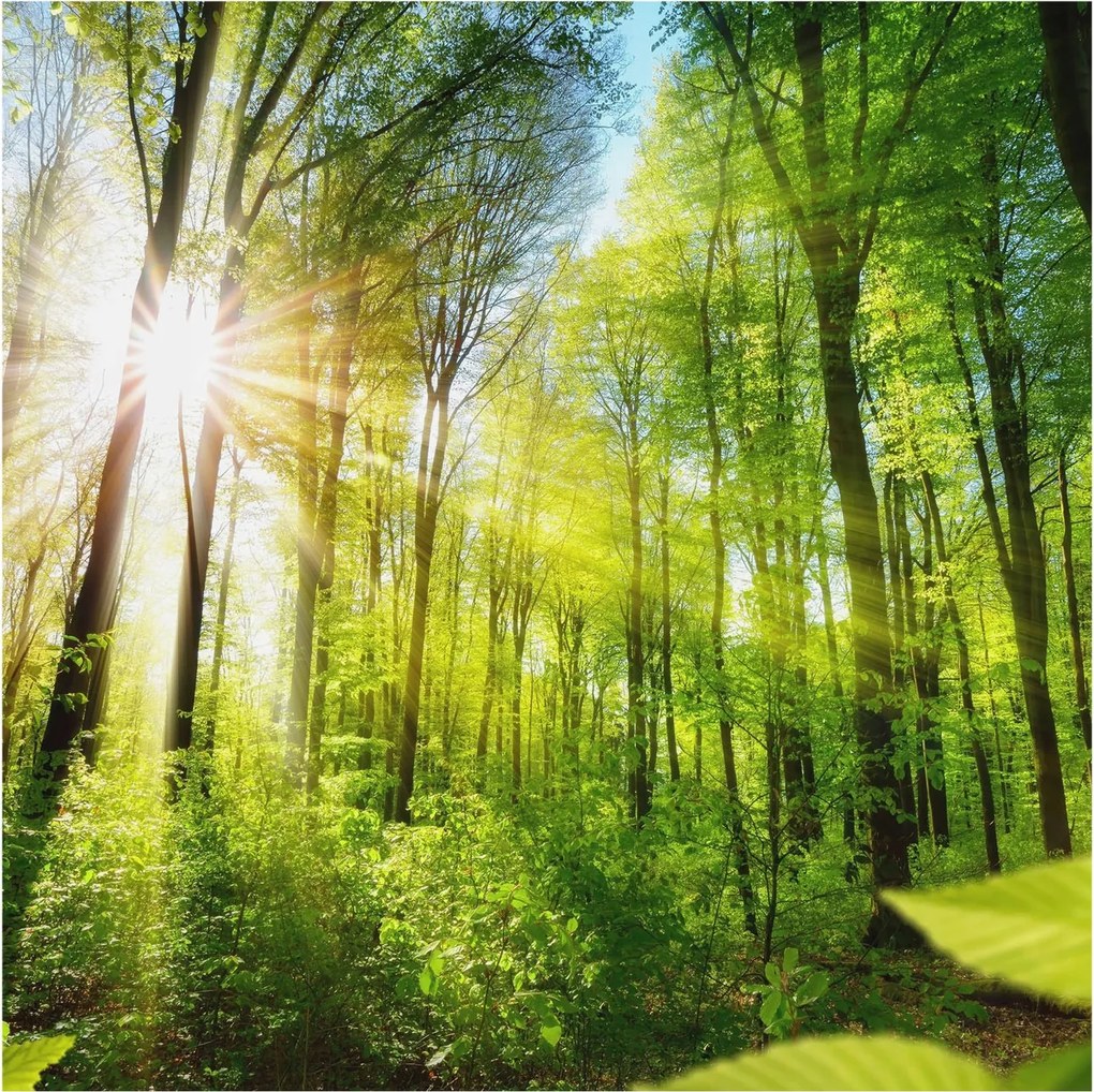 Dekoratív fotótapéta falra Egyszerű szerelés Erdei fény 250x250 Ragasztó