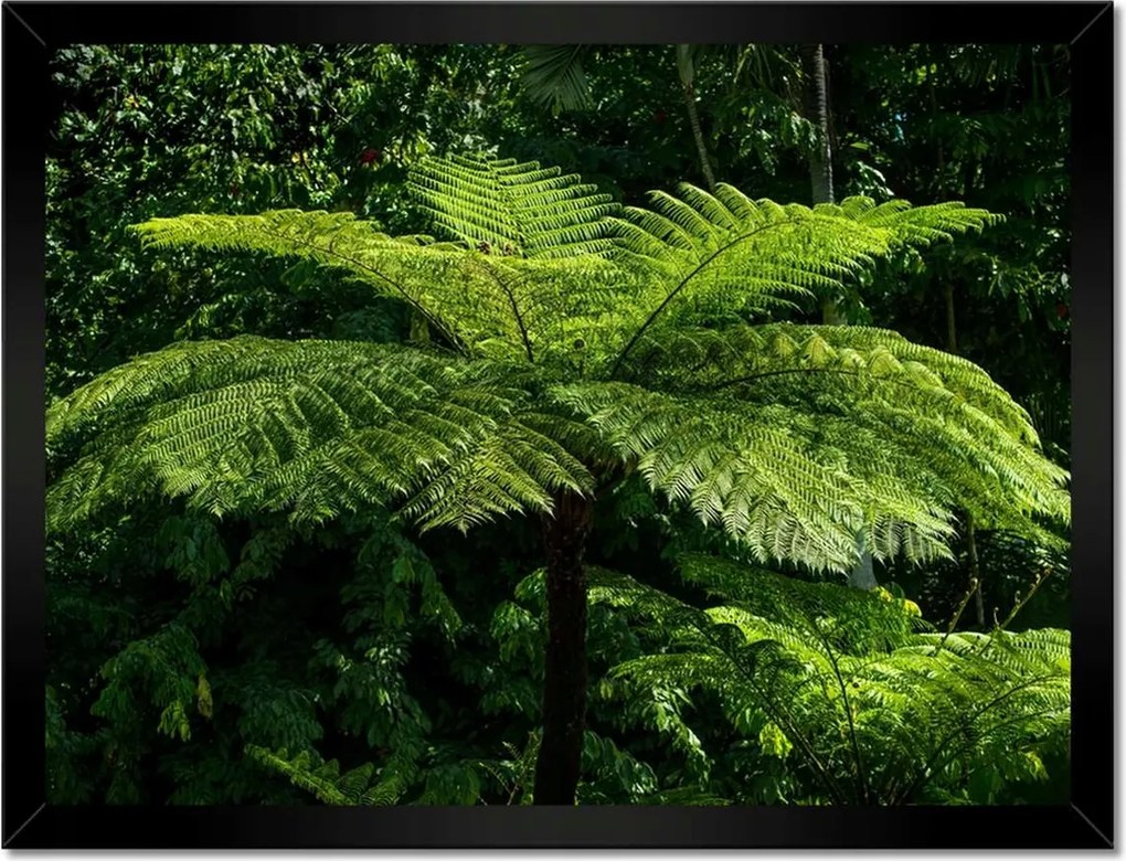 Poszterek keretben 40x30 Virágok