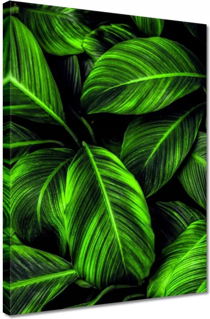 Vászonkép 30x40 Zöld levelek