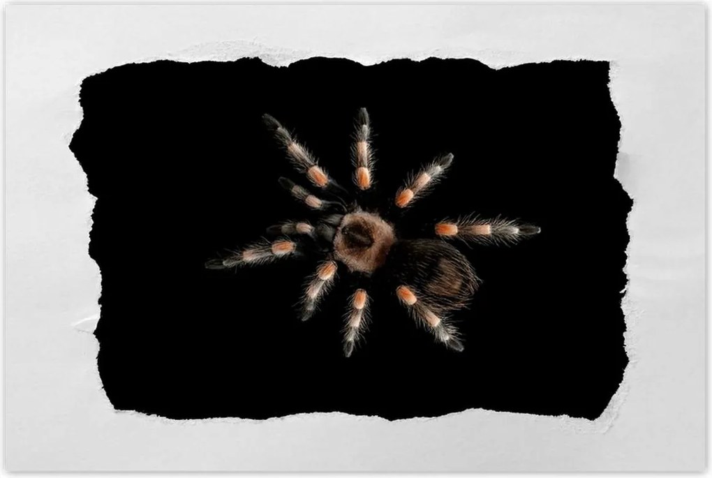 Poszterek 60x40 Nagy Tarantula pók