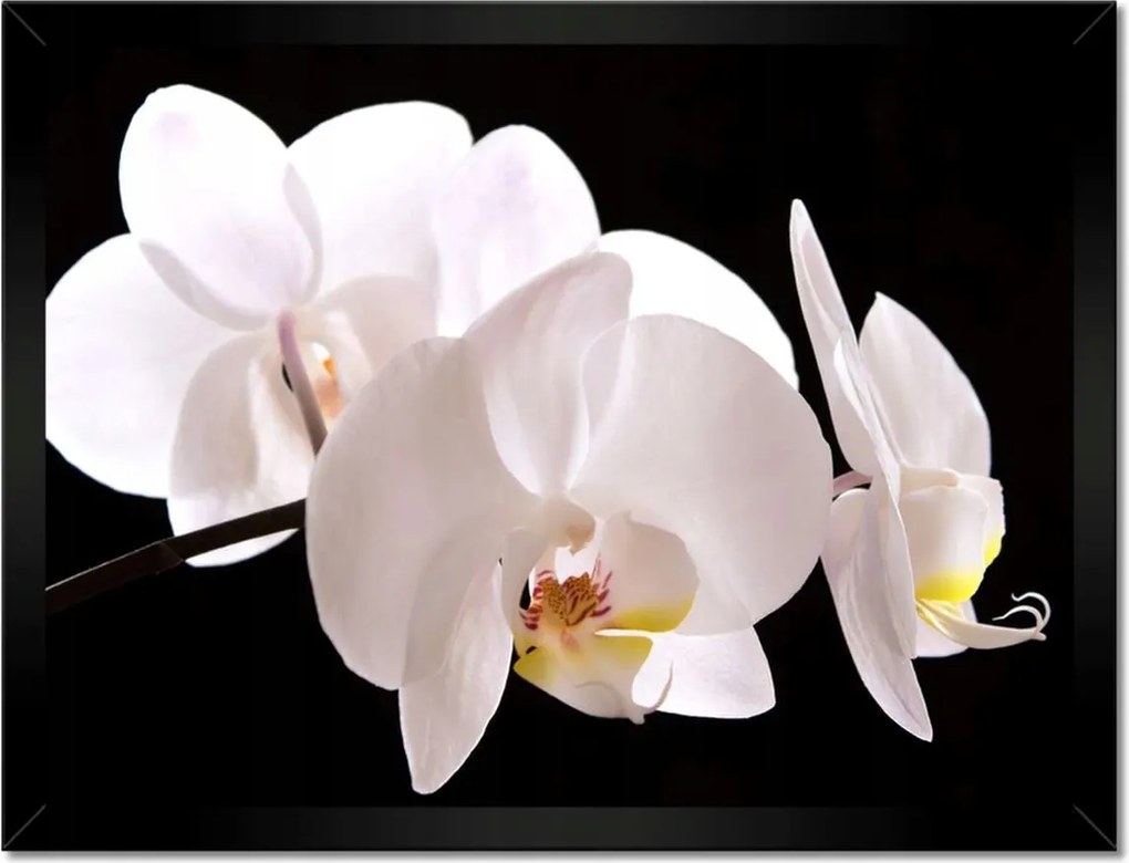 Poszter keretben 40x30 Fehér orchidea