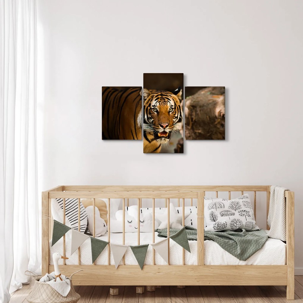 Tigris képe (90x60 cm)