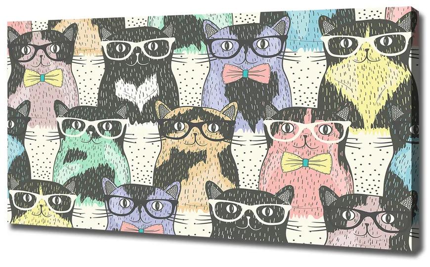 Vászonkép Macskák szemüveg pl-oc-120x60-f-58024892