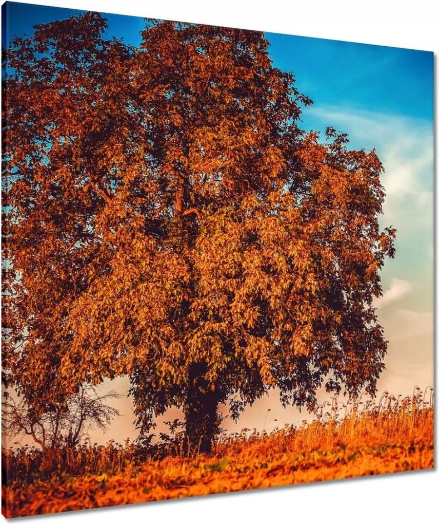 Vászonkép 80x80 Őszi színek Tájkép