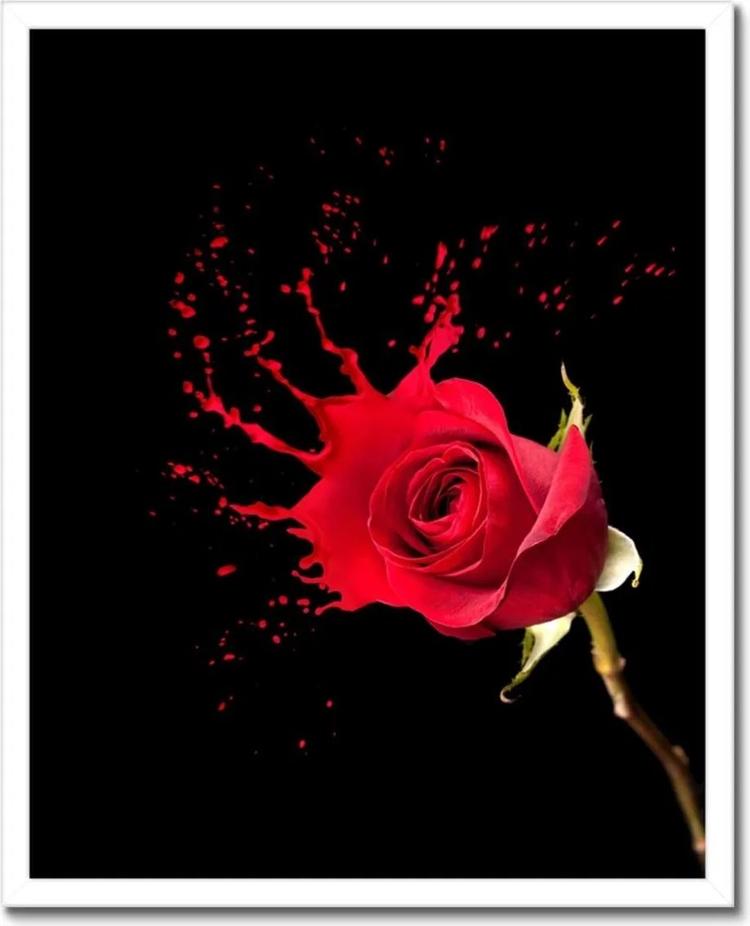 Poszterek keretben 40x50 Fröccsenő rózsa