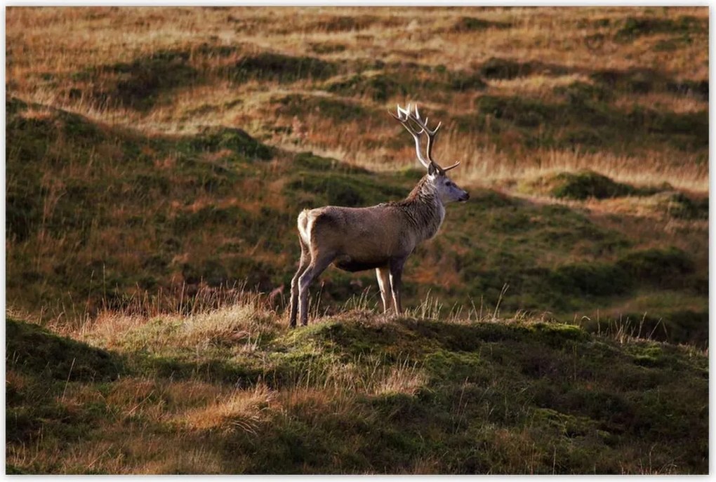 Poszterek 120x80 Szarvas a természetben Vadászat