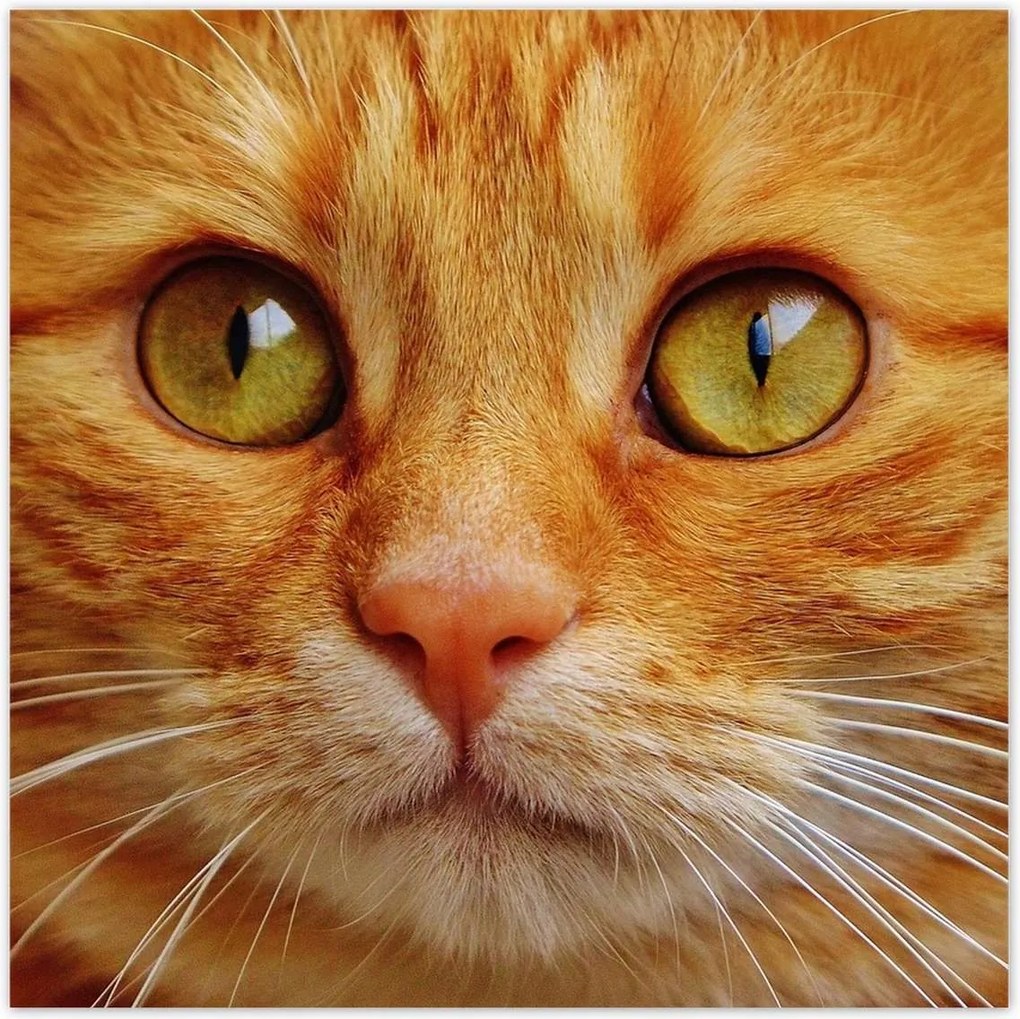 Poszterek 70x70 Cica Cicák