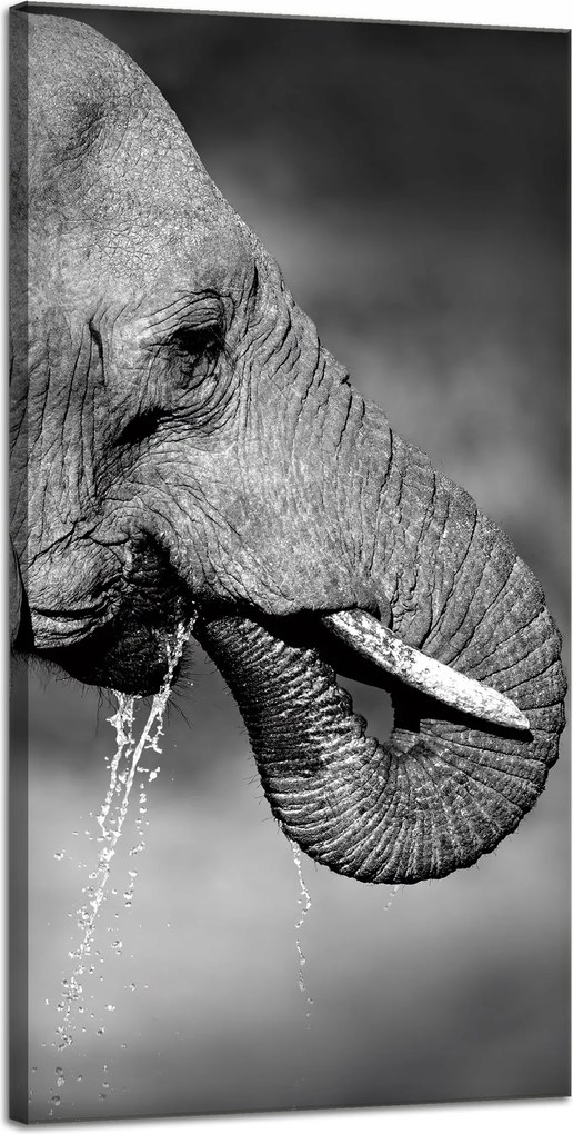 Vászonkép Fekete-fehér Vízivó elefánt 40x80 cm Ajándéknak is tökéletes