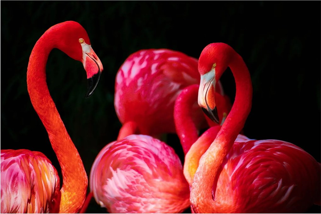 Vörös flamingók képe (90x60 cm)