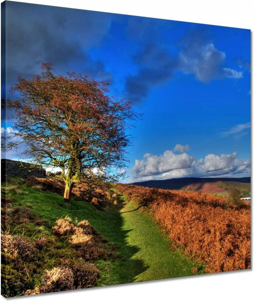 Vászonkép 50x50 Fa a kilátásban