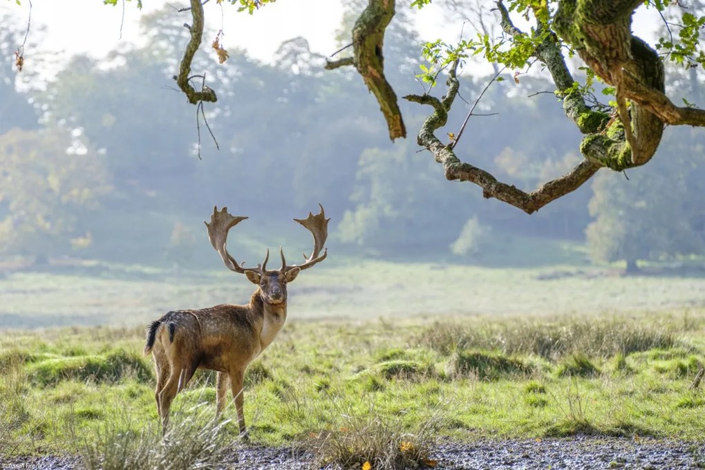 Poszter 30x20cm Szarvas a fa alatt, Assaf Frank