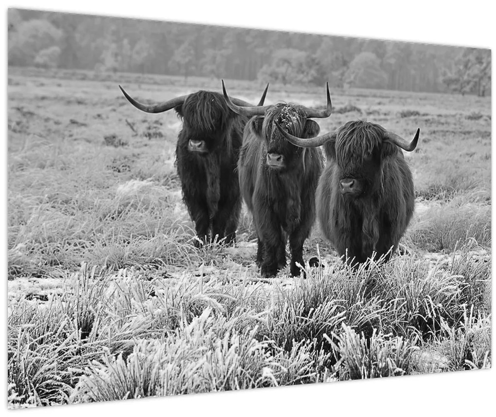 Kép - Skót tehenek (90x60 cm)