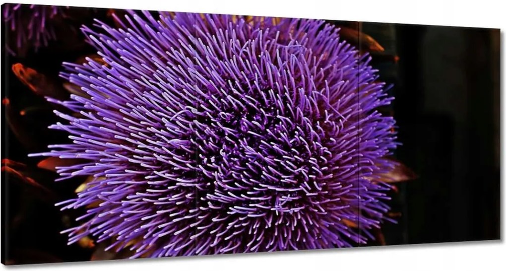 Vászonkép 120x60 Virág Lila Csipkebogyó