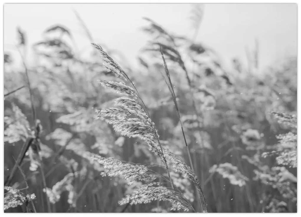 Kép - Fű a szélben (70x50 cm)