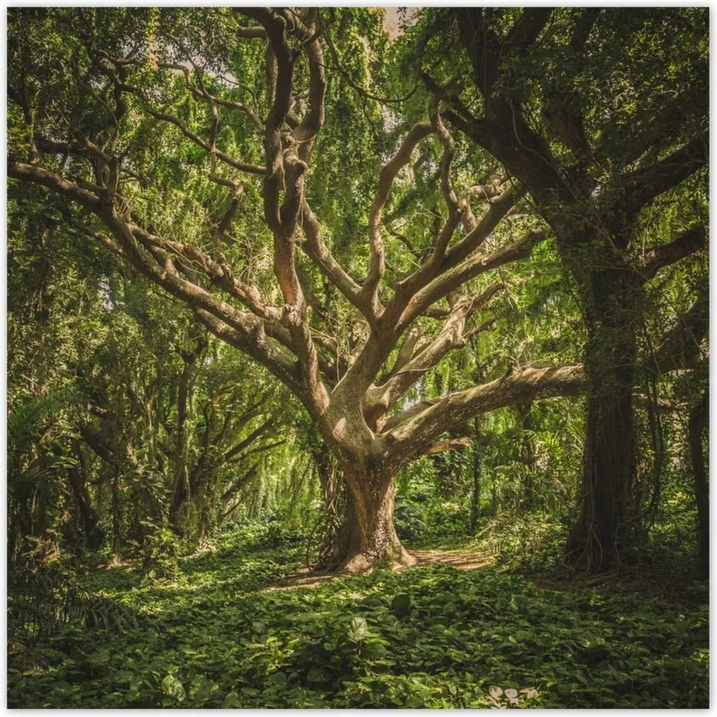 Poszterek 100x100 Fa a parkban