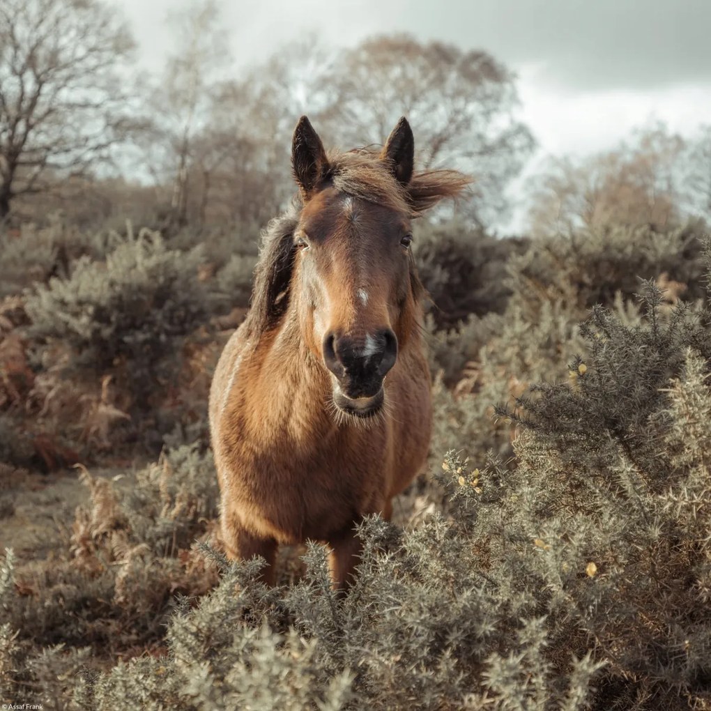 Poszter 30x30cm Ló a vadonban, Assaf Frank