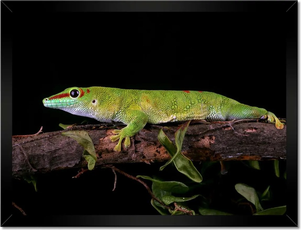 Poszterek keretben 40x30 Madagaszkár gekkó