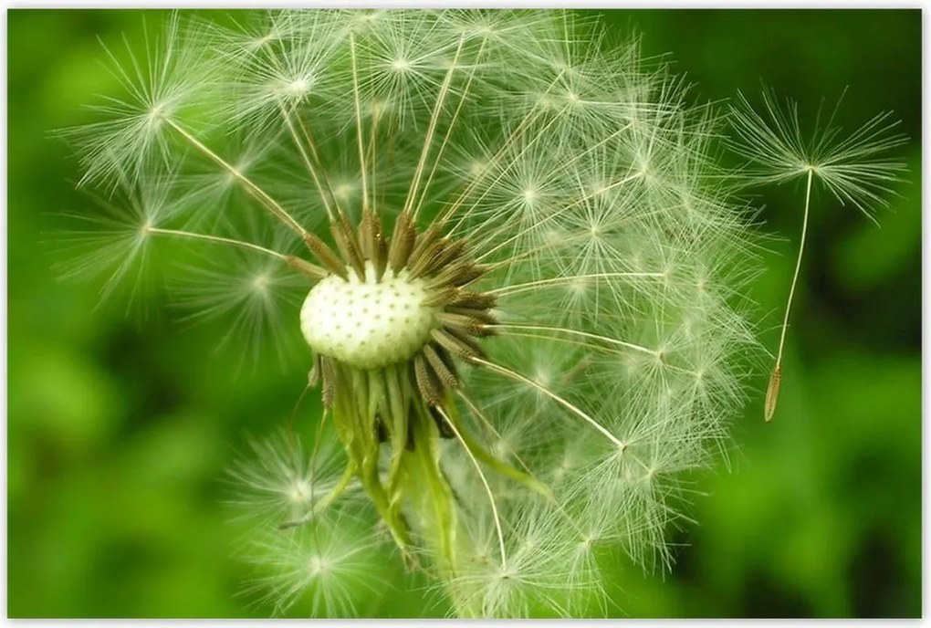 Poszterek 120x80 Pitypang Virág Virágok