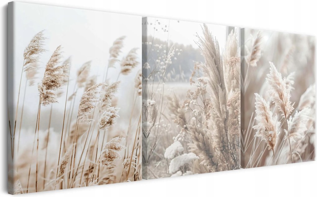 Modern vászonkép nappaliba triptichon Pampas fű 90x180
