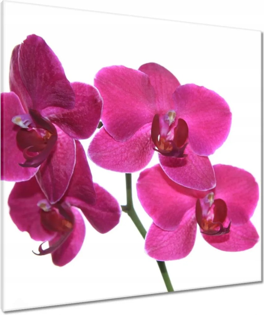 Vászonkép 90x90 Lila orchidea