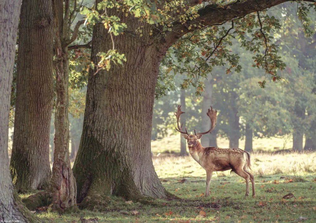 Poszter 29,7x21cm Szarvas az erdőben 3, Assaf Frank
