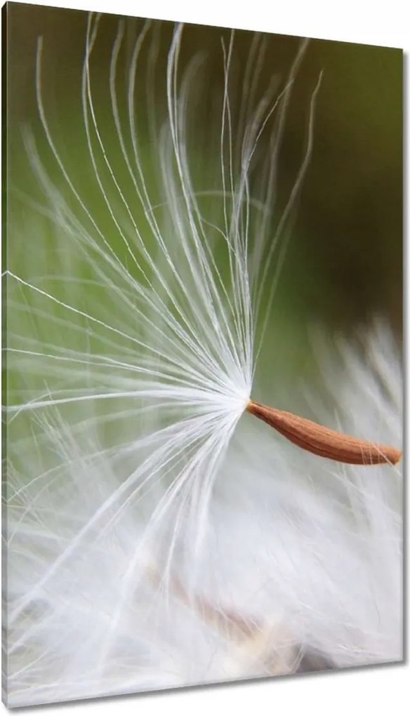 Vászonkép 80x120 Pitypang Virág Virágok