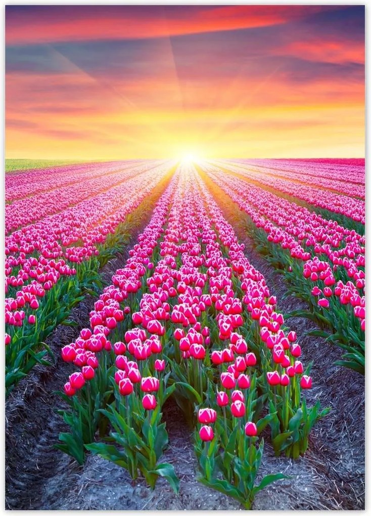 Poszterek 50x70 Tulipánok tengere Virágok