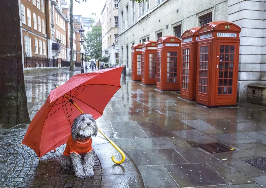 Poszter 59,4x42cm Kutya esernyővel a londoni utcán, Assaf Frank