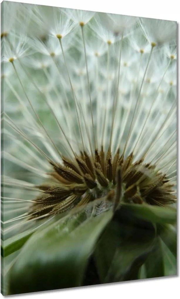 Vászonkép 70x100 Pitypang Virág Virágok