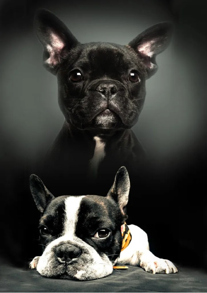 Kutyás Bulldog polár takaró 100x140cm