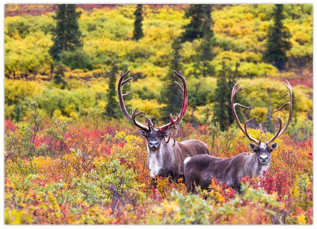 Kép - Caribou, Alaszka (70x50 cm)