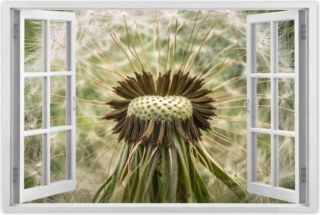 Poszterek 60x40 Pitypang Virág Virágok