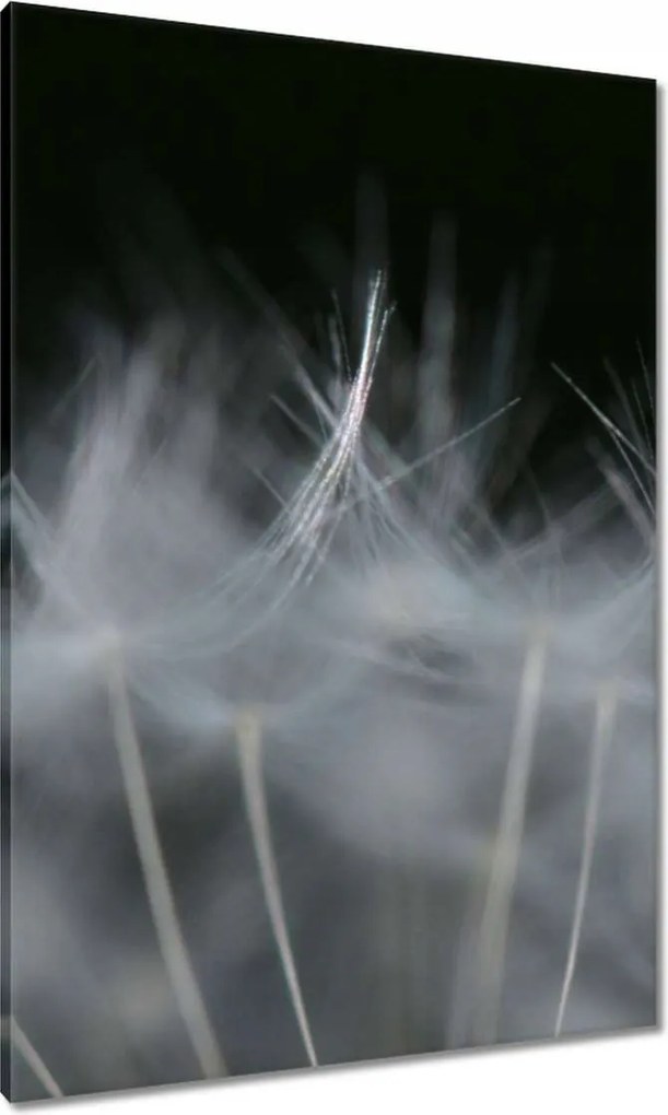 Vászonkép 70x100 Pitypang Virág Virágok