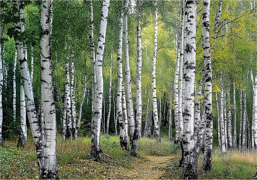 3D Fotótapéta Nyírfa Erdő Fák Hálószoba Nappali Tapéta Flizelina 400x280