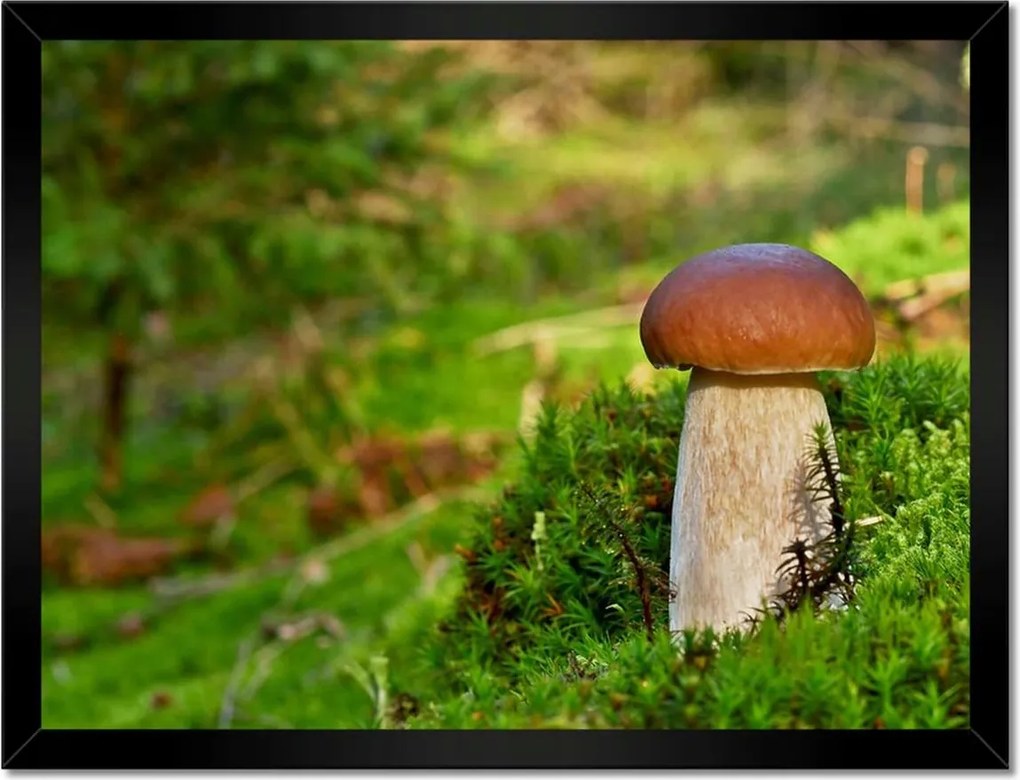 Poszterek keretben 40x30 A gombák királya Valódi vargánya nemes gomba