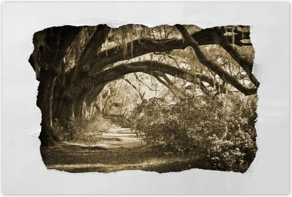 Poszterek 60x40 Tölgyek a Szépia parkban