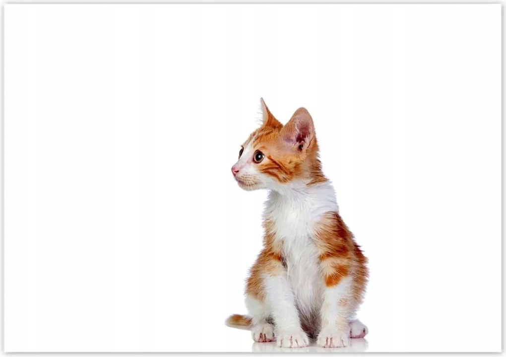 Poszterek 100x70 Cica Cicák Macskák