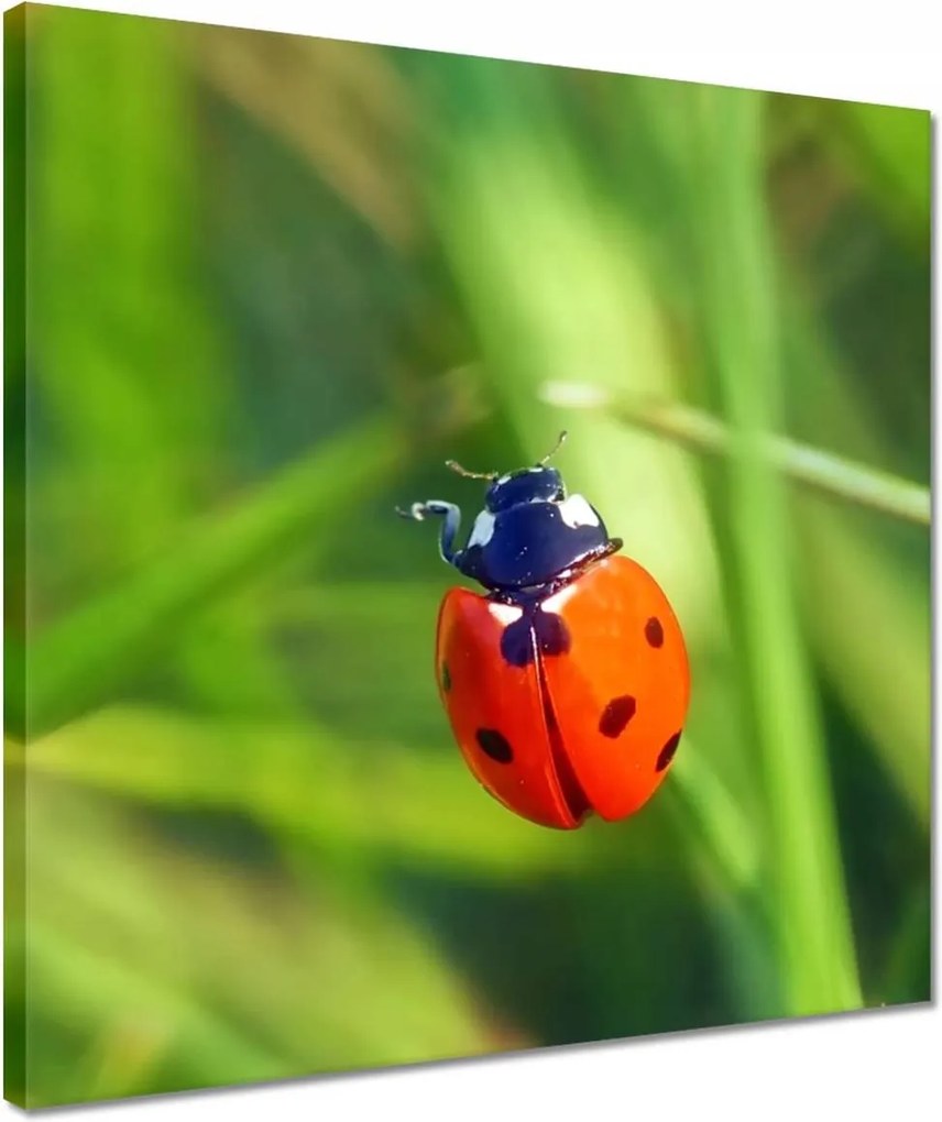 Vászonkép 40x40 Állatok