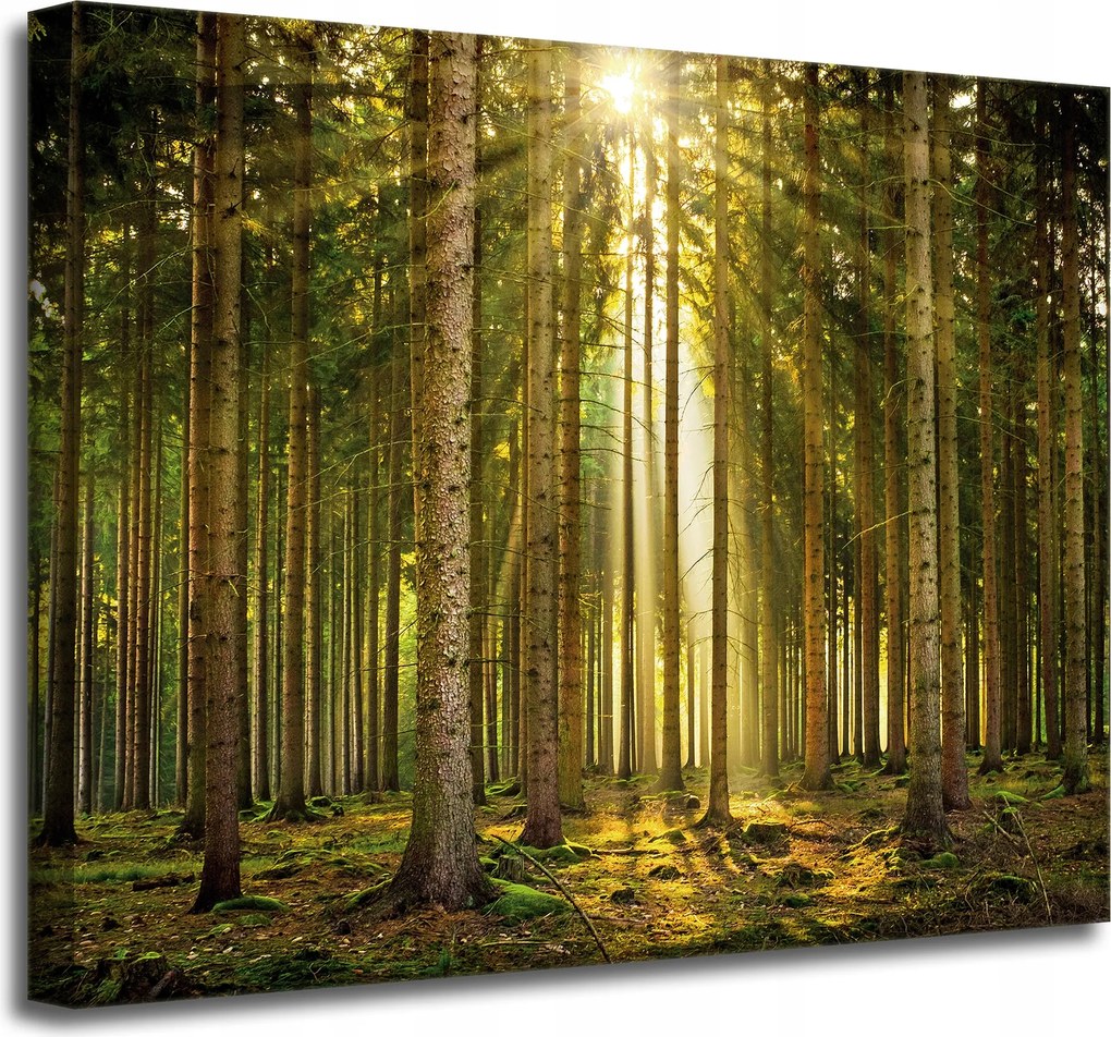 Vászonkép Erdő Fák Nap Természet Tavasz 50x40 cm