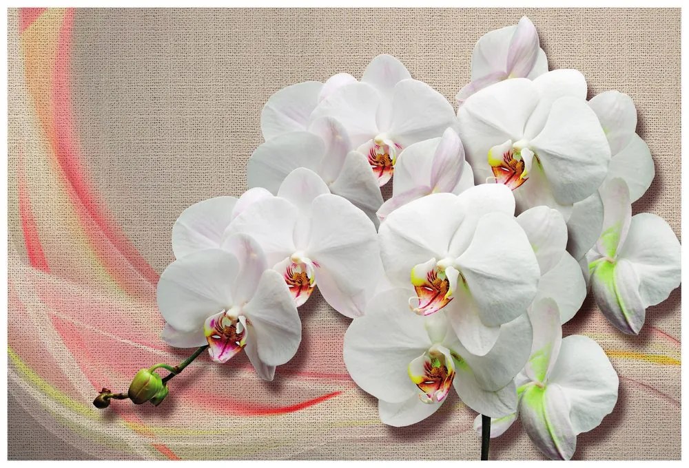 Tapéta fehér orchidea vásznon