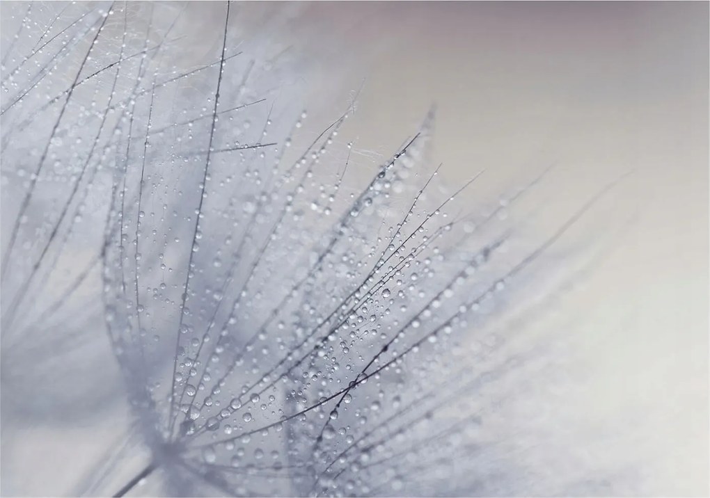 Fotótapéta Falra az előszoba konyhájába Pitypang gyöngyös 312x219 Ragasztó