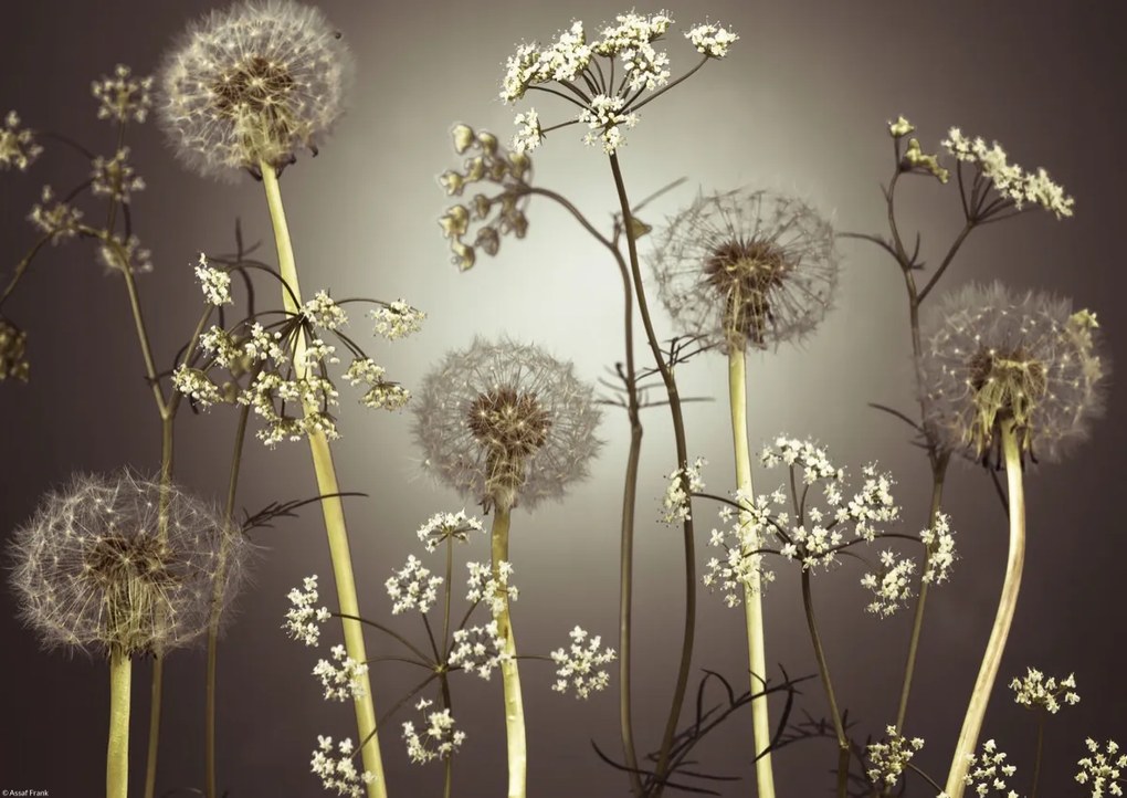 Poszter 42x29,7cm Réti virágok 4, Assaf Frank