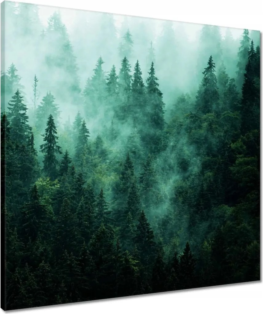 Vászonkép 60x60 Erdő Köd Tájkép Utazás