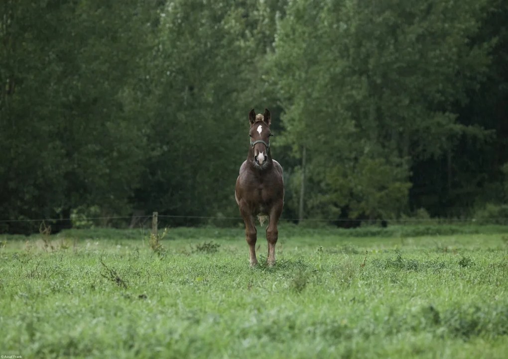 Poszter 42x29,7cm Ló a mezőn állva, Assaf Frank