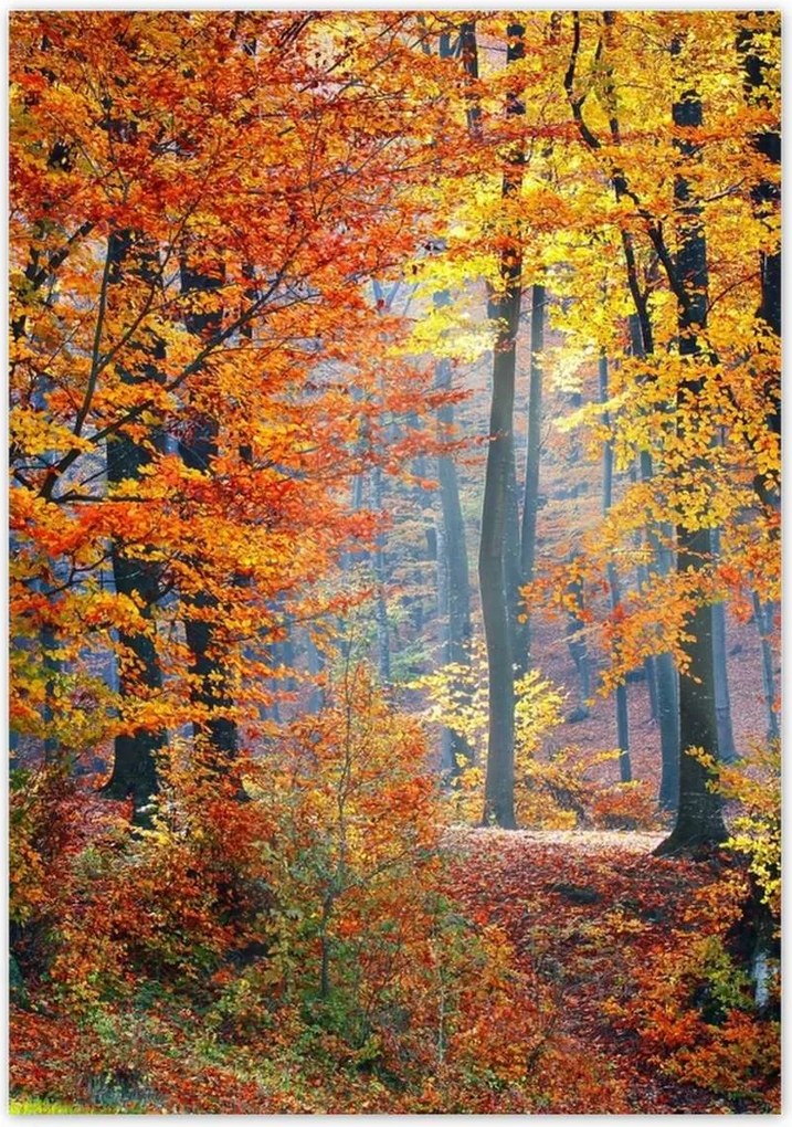 Poszterek 70x100 Arany ősz