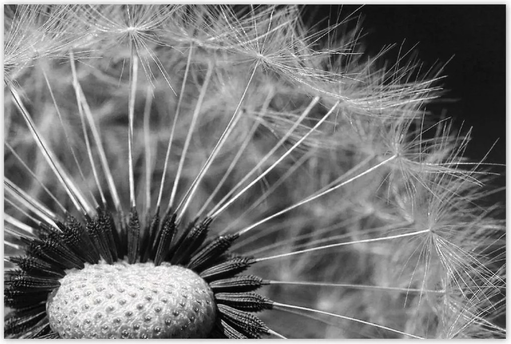 Poszterek 120x80 Pitypang Virág Virágok