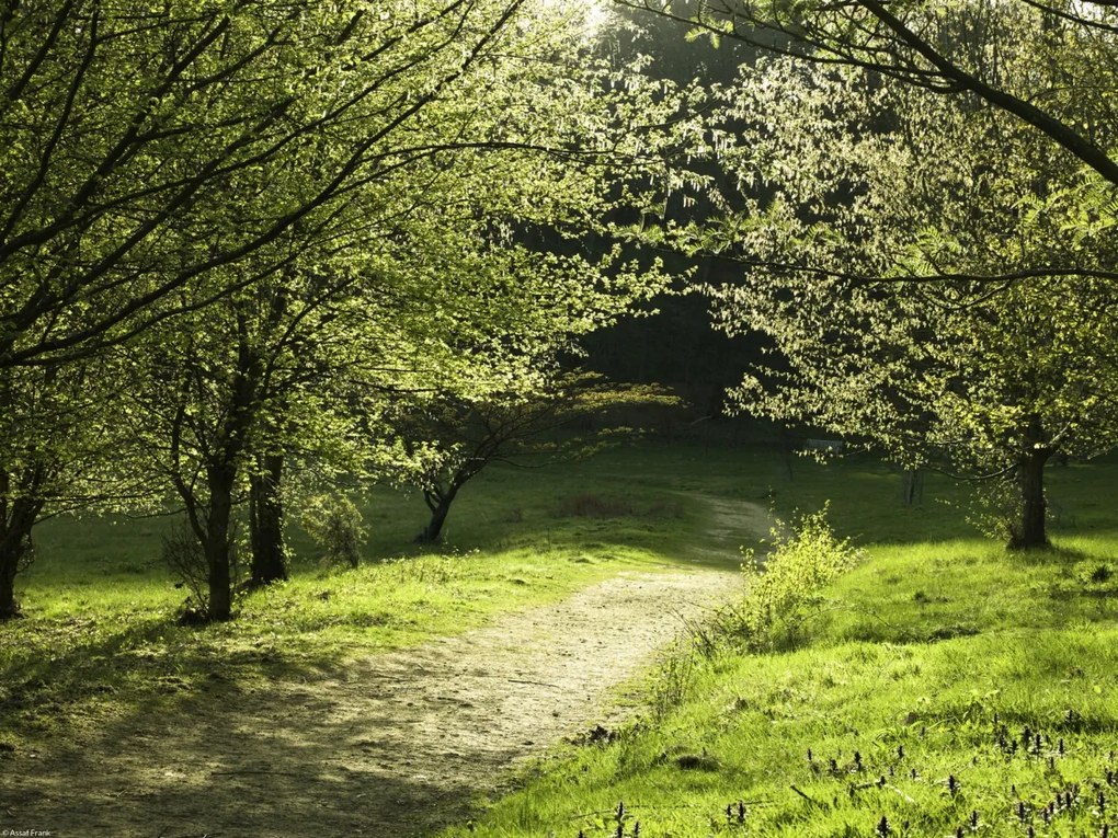 Poszter 40x30cm Napfény a fák közötti ösvényen, Assaf Frank