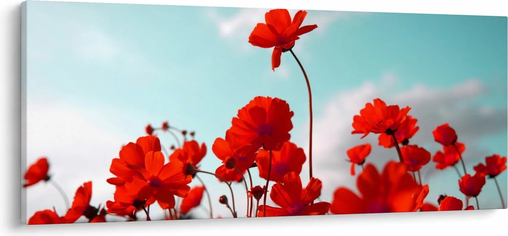 Fényes piros virágokkal rendelkező mező képe (120x50 cm)
